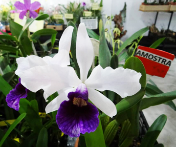 orquídea branca e roxa