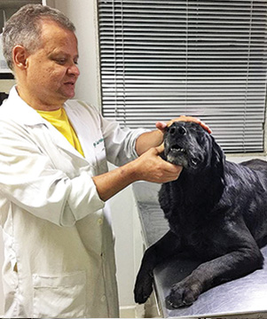 veterinário com um cachorro
