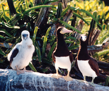 O santuário ecológico é rota de reprodução de algumas espécies de aves